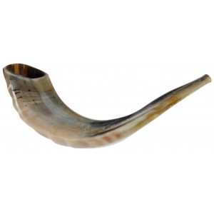Ram Horn Polished Shofar in Brown by Barsheshet – Ribak Shofars