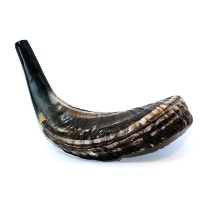 Large Ram's Horn Shofar