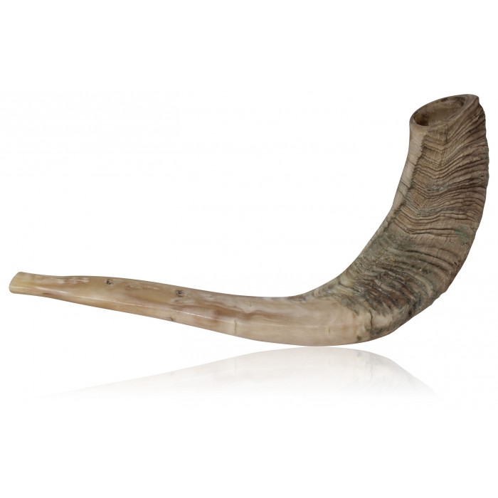 Large Natural Ram Horn Shofar