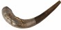 Ram Horn Shofar with Silver Plate and Thin Star of David
