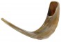 Ram Horn Polished Shofar in light Brown by Barsheshet – Ribak